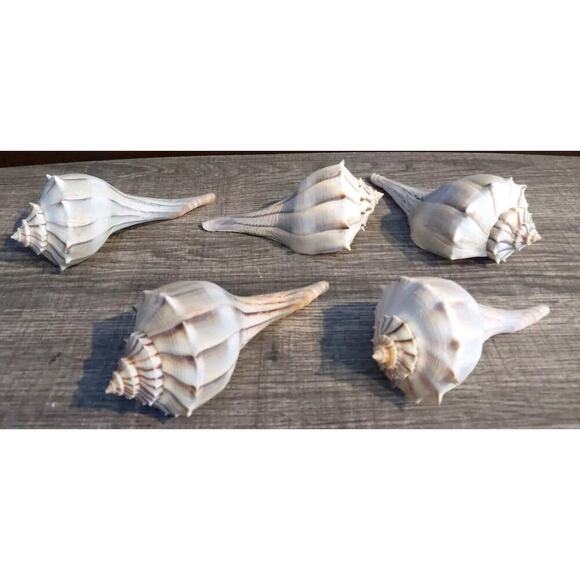 Lot of 5 Lightning Whelk Shells Sanibel Island Florida 5 " Brown Beach Coastal - Picture 1 of 2